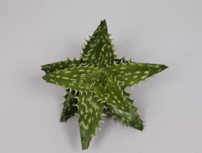 <h4>Aloe Squarrosa Cutflower 50x5cm</h4>