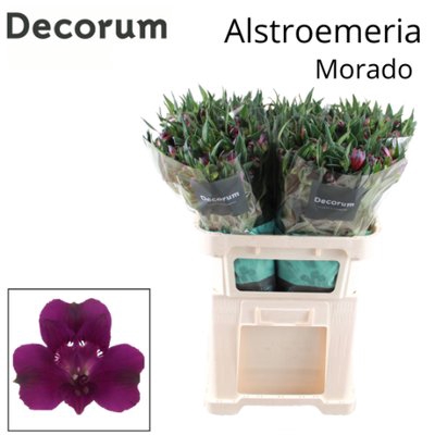 <h4>Alstroemeria morado</h4>