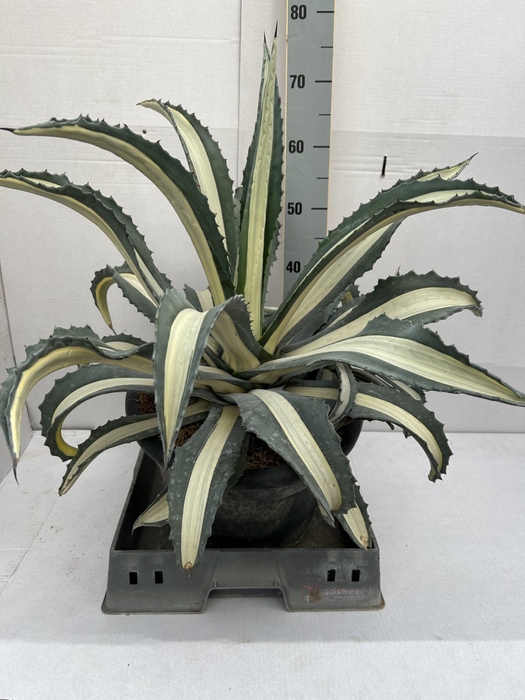 <h4>AGAVE AMERICANA</h4>