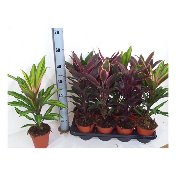 <h4>Cordyline mixed 13Ø 50cm</h4>
