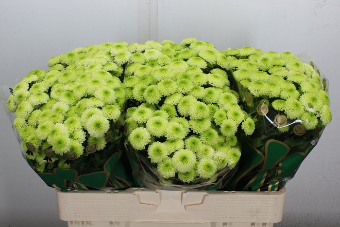 <h4>Chr S Country Lime</h4>