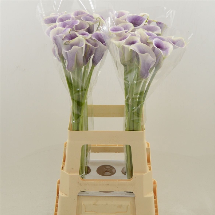 <h4>Zantedeschia picasso</h4>