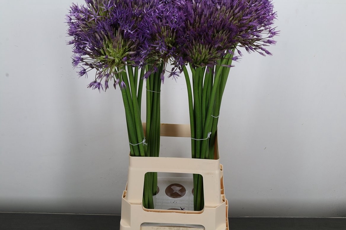 <h4>Allium Purple Rain</h4>