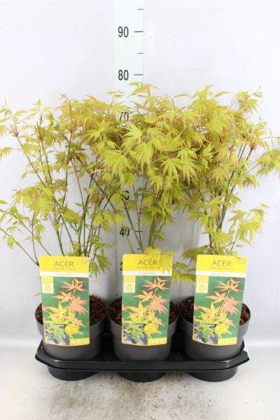 <h4>Acer palmatum 'Orange Dream'</h4>