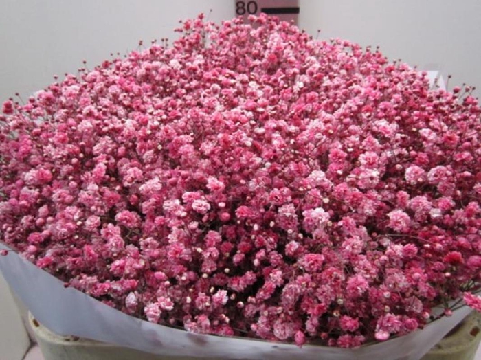 50 Pink Baby's Breath Seeds Gypsophila flamingo -  Israel