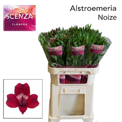 <h4>Alstroemeria noize</h4>