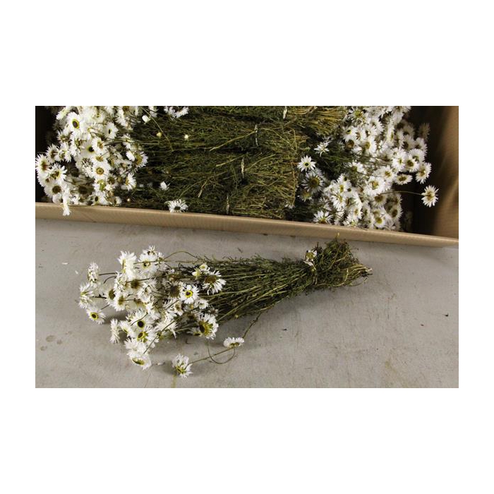 <h4>Df Acrolinium Bs White</h4>