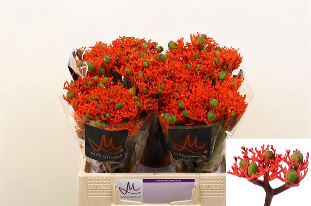 <h4>Jatropha firecracker</h4>