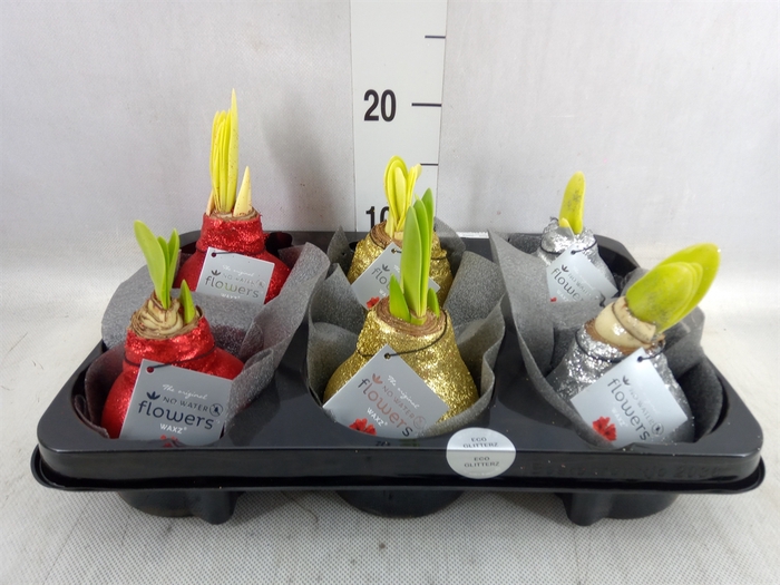 <h4>Hippeastrum   ...waxed</h4>