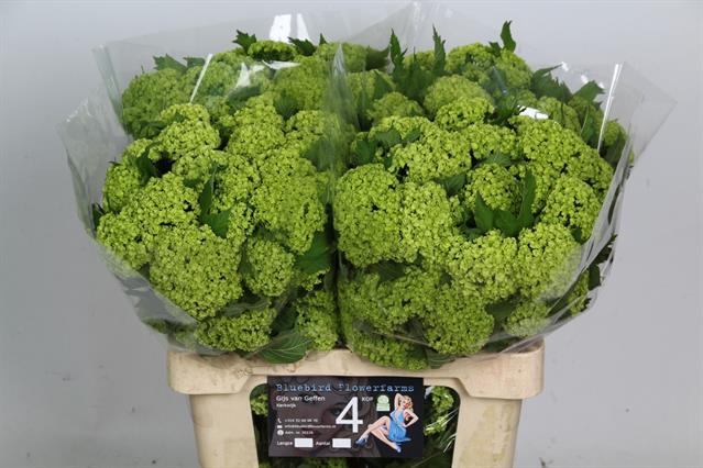 <h4>Viburnum roseum</h4>