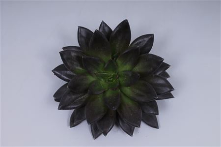 <h4>Echeveria black point cutflower</h4>