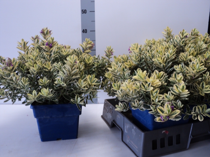 <h4>HEBE AND VARIEGATA</h4>