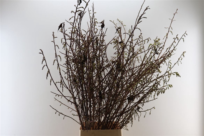 <h4>Stachyrus 150cm</h4>