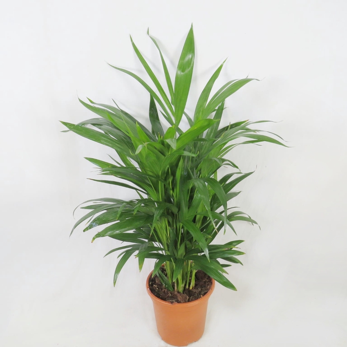 <h4>Areca Chrysalidocarpus M-25</h4>