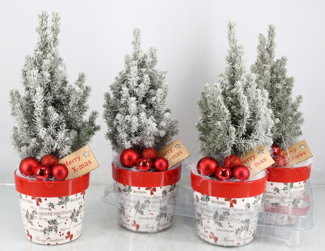 <h4>PICEA GL PERFECTA</h4>