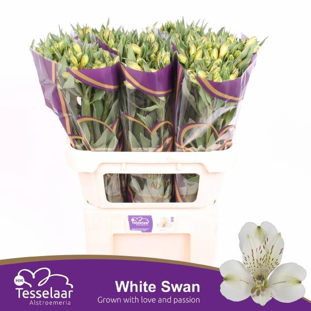 <h4>Alstroemeria white swan</h4>