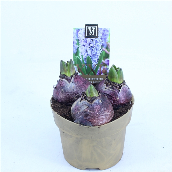 <h4>Hyacinthus'Blue Pearl' XL</h4>