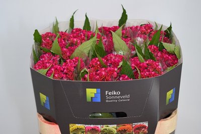 <h4>Celosia act rima</h4>