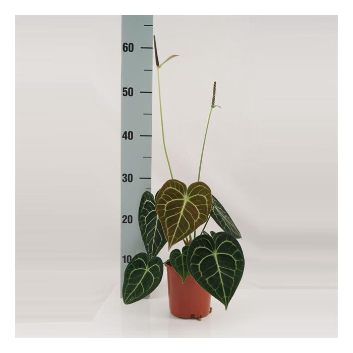 <h4>Anthurium not flowering clarinervium 12Ø 35cm</h4>