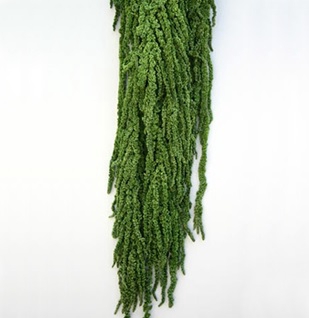 <h4>Amaranthus Green AMA/4104</h4>
