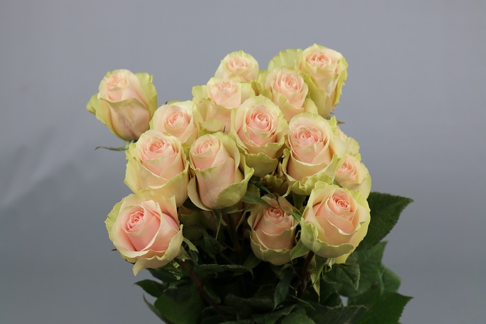 <h4>Rosa ec frutetto</h4>