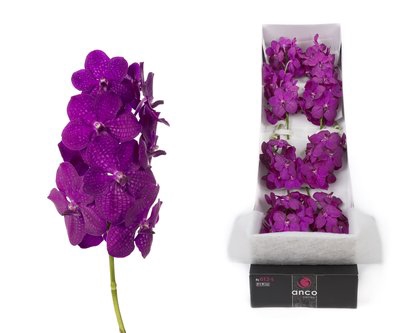 <h4>Vanda nitaya raspberry cerise per stem</h4>