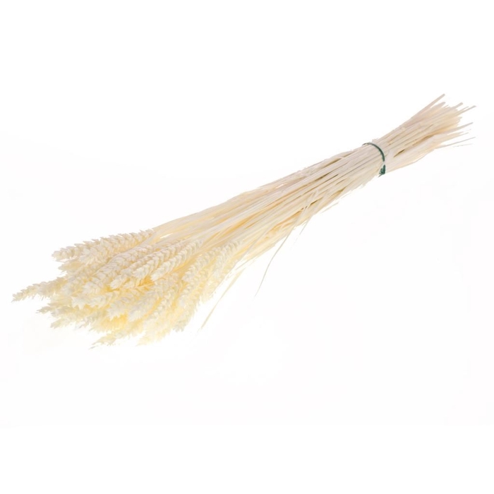<h4>Tarwe SB bleached white</h4>