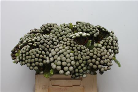 <h4>Kaaps Brunia Albiflora Large X 5</h4>