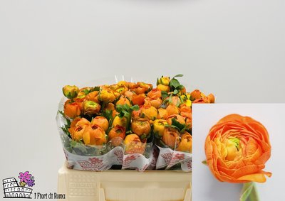 <h4>Ranunculus elegance orange</h4>