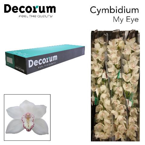 <h4>Cymbidium white my eye</h4>