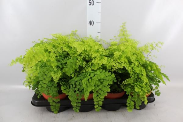 <h4>Adiantum raddi. 'Fragrans'</h4>