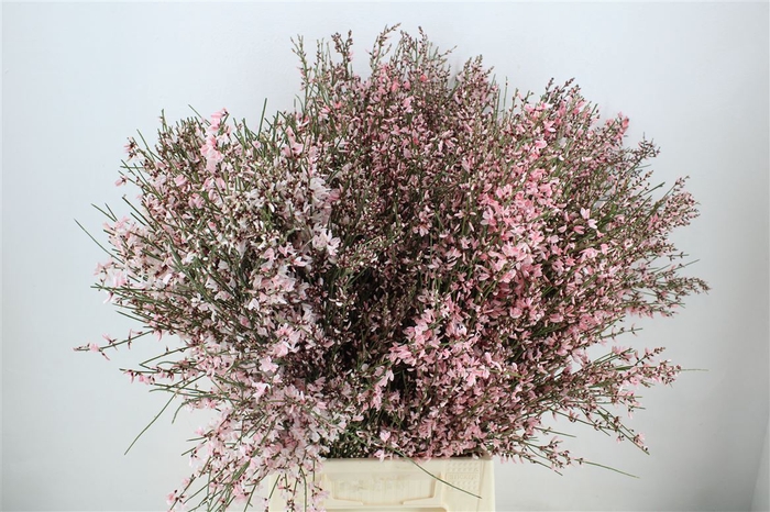 <h4>Ginster 400gr Pink P Bunch</h4>