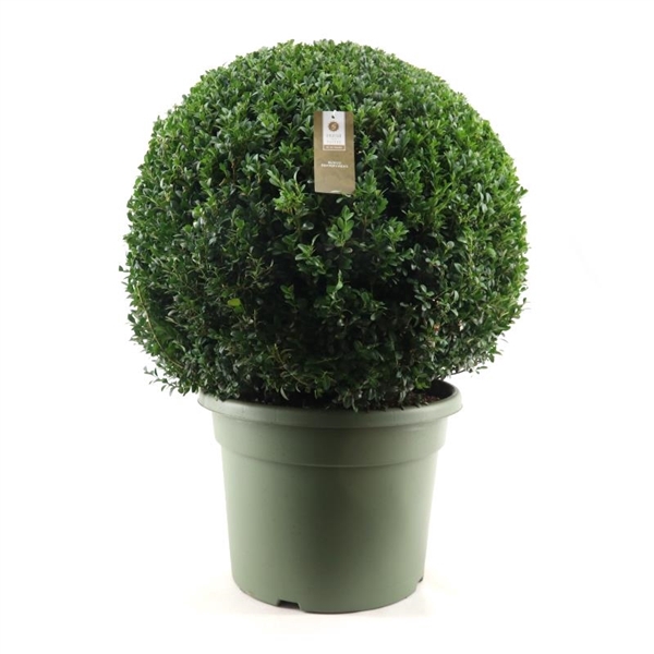<h4>Buxus semp. Ball Ø70cm P45</h4>
