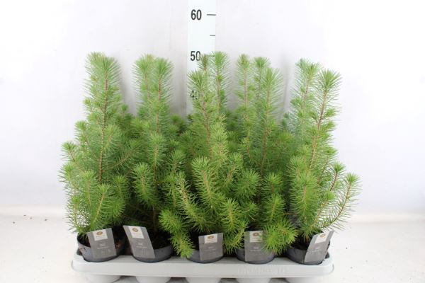 <h4>Pinus pinea 'Silver Crest'</h4>
