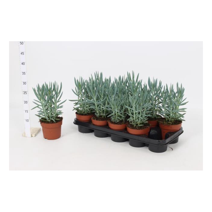 <h4>Curio Tali Mount Everest 12Ø 28cm</h4>