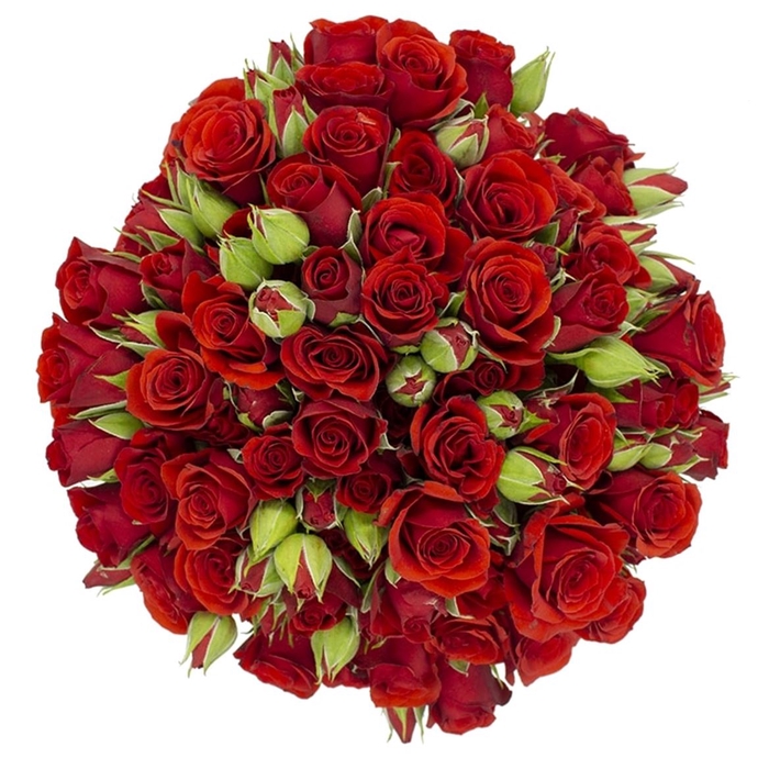 <h4>> Rosa Spray Fire King</h4>