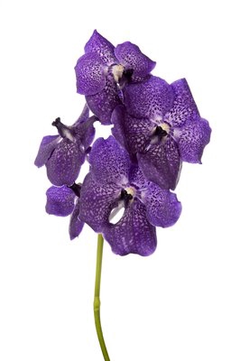 <h4>Vanda nitaya vioblue</h4>