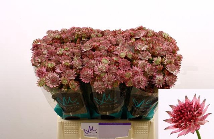 <h4>ASTRANTIA MAJO. ROMA</h4>