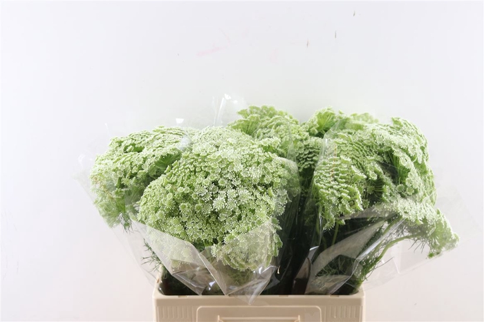 <h4>Ammi Visnaga Extra 60cm</h4>