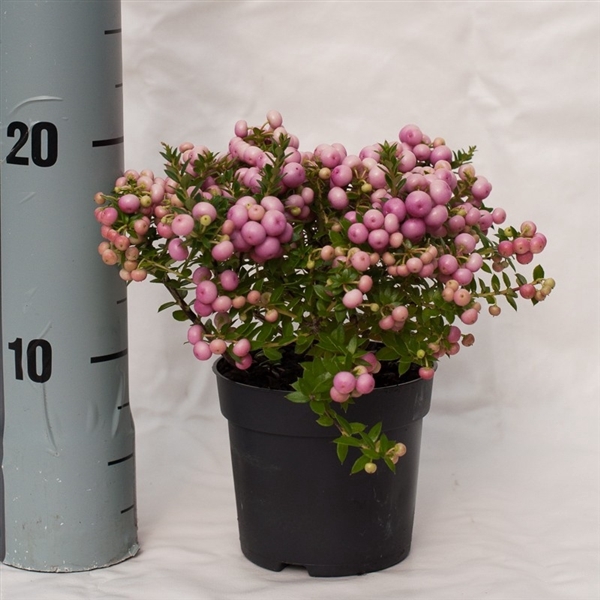 <h4>Pernettya rose</h4>