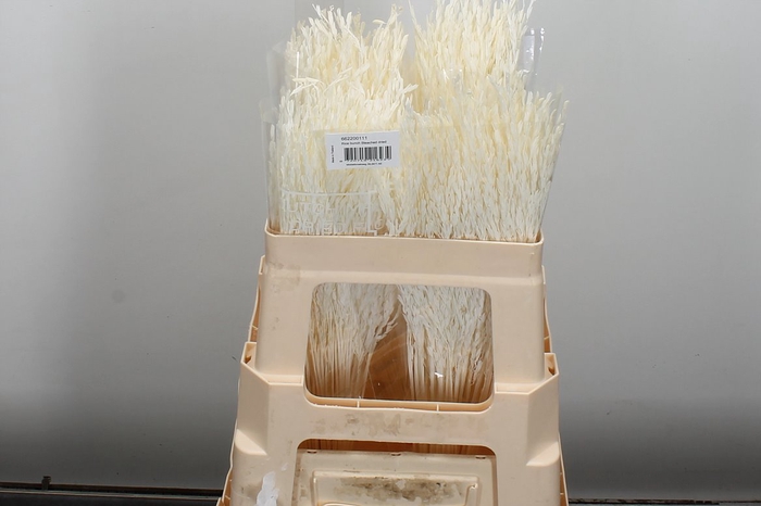 <h4>Dried Rice Big Bleached Bunch</h4>
