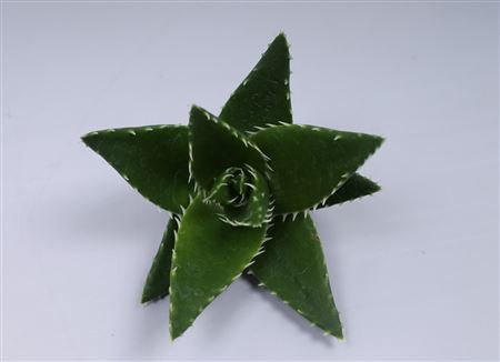 <h4>Aloe mitriformis cutflower</h4>