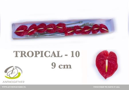 <h4>Anth A Tropical 10 Small Pack</h4>