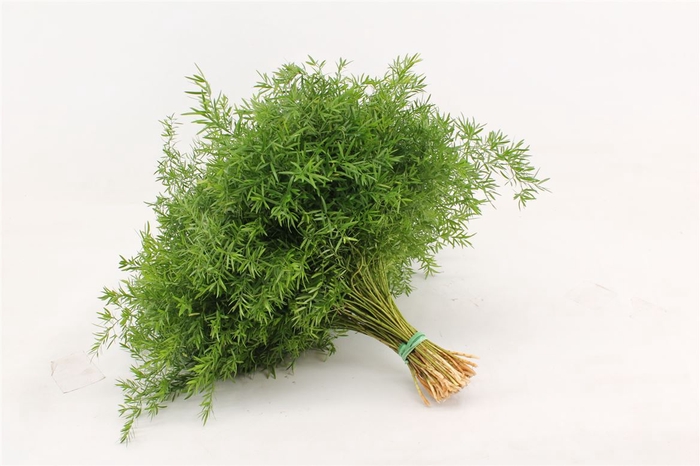 <h4>Asparagus Densiflor Cwebe 40</h4>