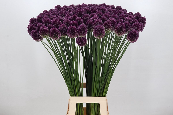 Allium Sphaerocephalon