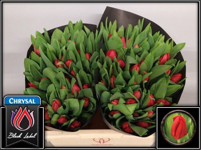 <h4>Tulipa si escape</h4>