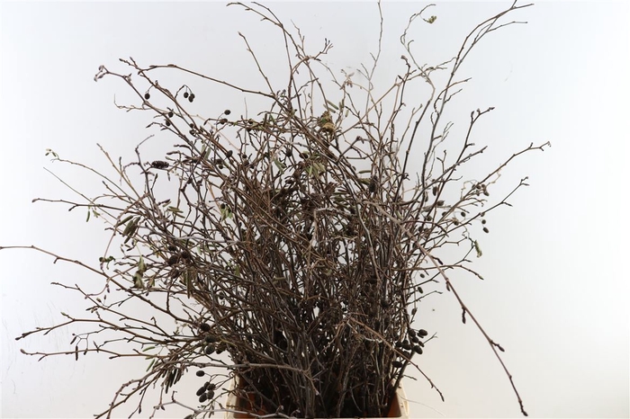 <h4>Elzen Prop Naturel P Bos</h4>
