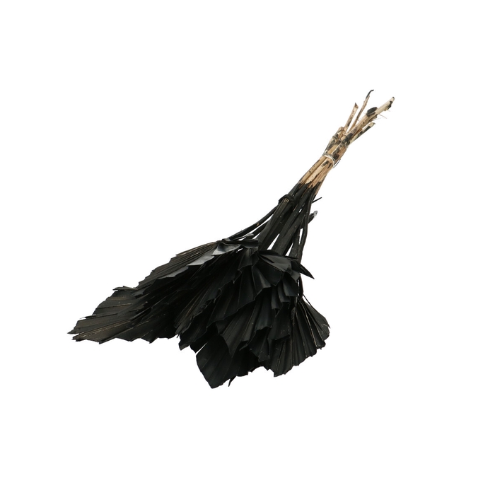 <h4>Droogbloem Palm Spear 50cm x10</h4>