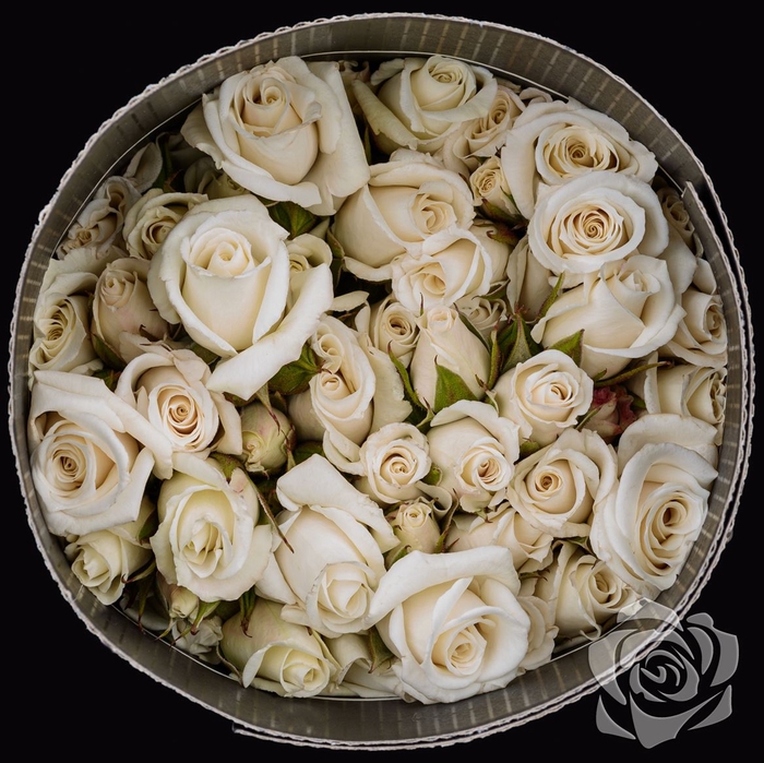 <h4>> Rosa Spray White Majolica</h4>