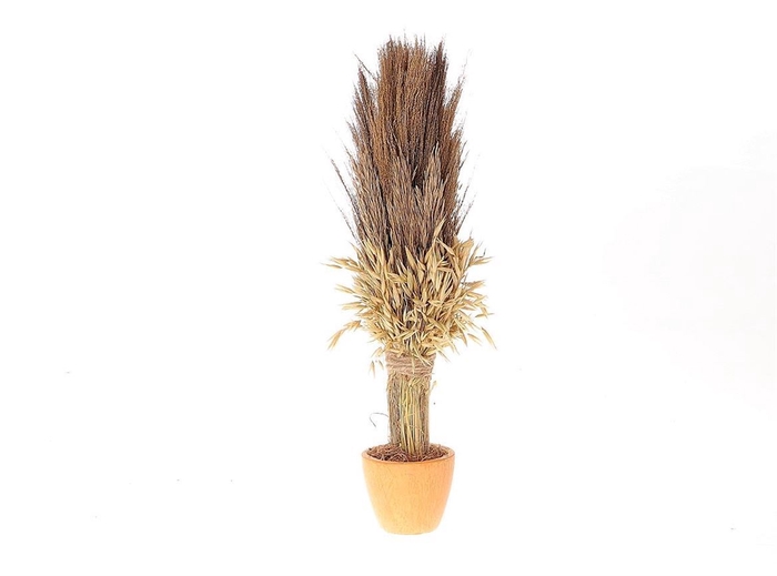 <h4>Dried Arr Pot Long Havana Broom Nanal Grass</h4>